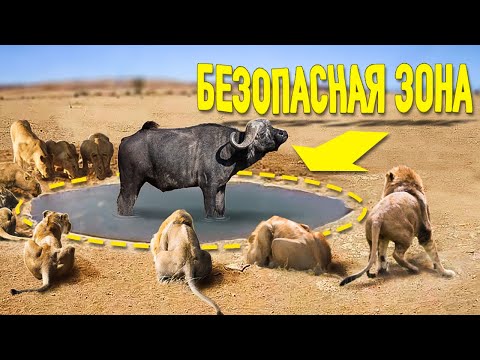 ▶️ Львы никогда не убьют Буйвола в безопасной зоне