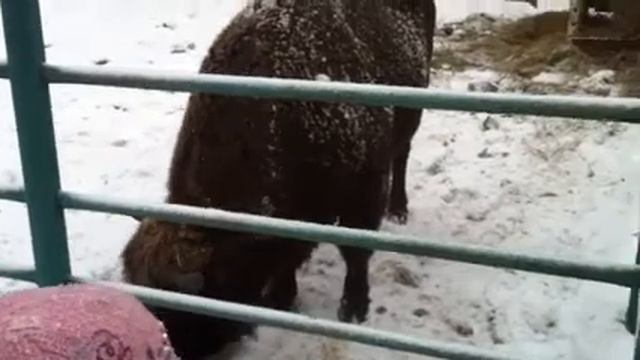 Приокско-террасный заповедник 2 смотреть онлайн