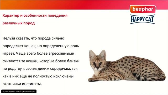 Зоопсихология кошек смотреть онлайн