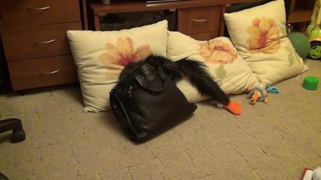 Кот ворует деньги)