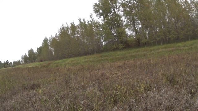 Охота на ворону. Охотился на утку со своей собакой и тут налетела она, серая ворона. смотреть онлайн