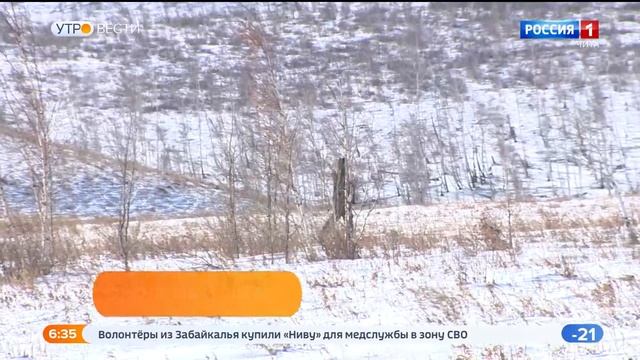 Случаи нападения волков на домашний скот фиксируются в Забайкалье смотреть онлайн
