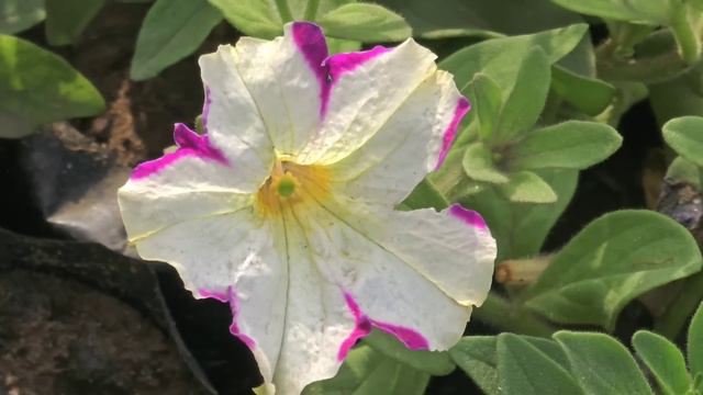 Surah Yasin | quran tilawat |Episode 619| Daily Quran Tilawat Surah Yaseen Surah Rahman Surah Waqia смотреть онлайн