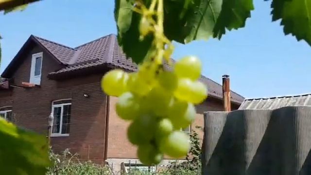 Какие неприхотливые сорта винограда держать на участке, чтобы есть ягоду весь сезон смотреть онлайн