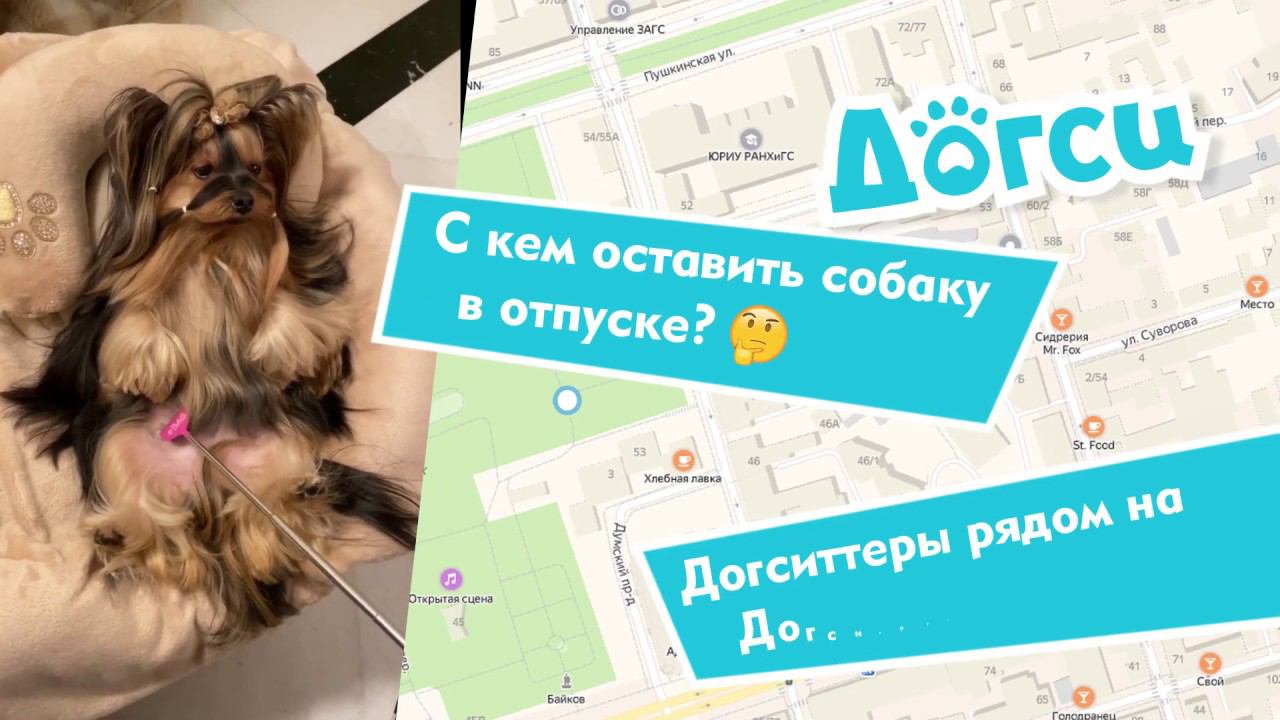Догси.ру – Сидим с собакой, пока вы в отъезде