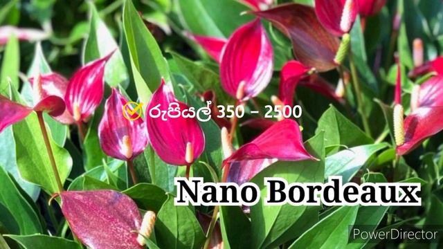 Anthurium Price In Sri Lanka | අලුත්ම බැන්කොක් ඇන්තූරියම් මිල ගනන් එක්කම | Anthuriyam Wagawa Sinhal
