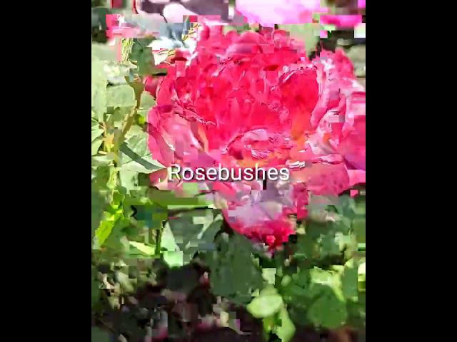 Двойное удовольствие @rose_bushes161 смотреть онлайн