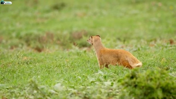 4K Animal World : African wildlife collection in 4K - Scenic Wildlife Film With Calming Music