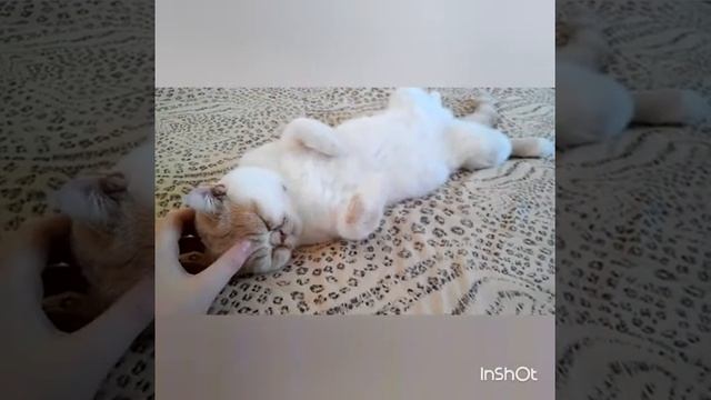 Без задних ног смотреть онлайн