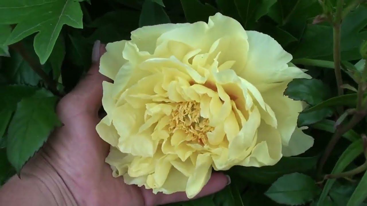 Приглашаю прогуляться по моему саду...Конец мая... смотреть онлайн