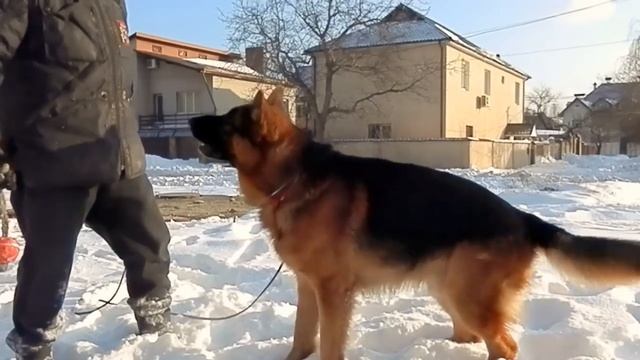 РОЖДЁННЫЙ УМНЫМ! Born smart. Немецкая овчарка.German Shepherd.Odessa. смотреть онлайн