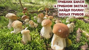 ?ГРИБНИК БИЛСЯ в ГРИБНОМ ЭКСТАЗЕ найдя ПОЛЯНУ БЕЛЫХ ГРИБОВ?ГРИБЫ РАСТУТ на ВЫРУБКАХ в ПОДМОСКОВЬЕ!