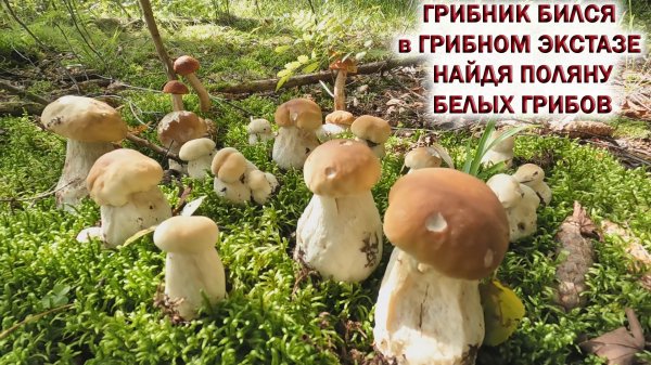?ГРИБНИК БИЛСЯ в ГРИБНОМ ЭКСТАЗЕ найдя ПОЛЯНУ БЕЛЫХ ГРИБОВ?ГРИБЫ РАСТУТ на ВЫРУБКАХ в ПОДМОСКОВЬЕ!