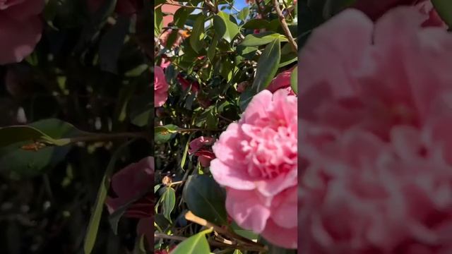 Камелии в Португалии #малоуходныйсад #сад #красота #природа #хвойные #камелия #настроение #shorts смотреть онлайн