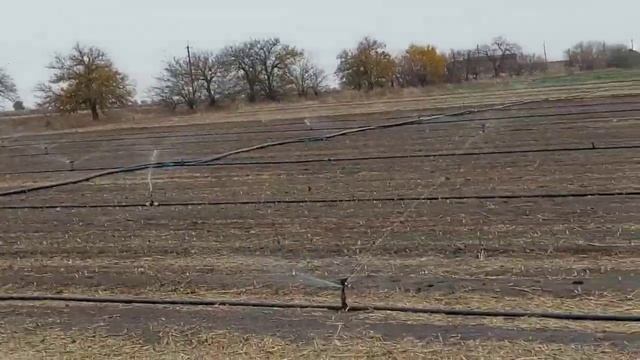 Уход за шафраном. 5 гектар один человек и это реально. смотреть онлайн