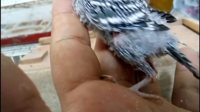 CRIAS SALEN DEL NIDO...¿ no se que hacer? смотреть онлайн