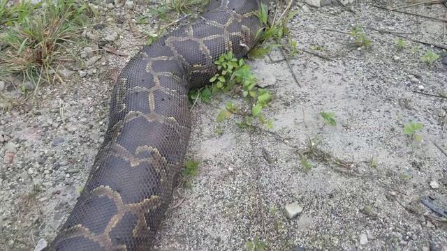 Anaconda Python Weighing 300 Pounds Down Mountain Hunting Crashed In The Deep Forest. смотреть онлайн