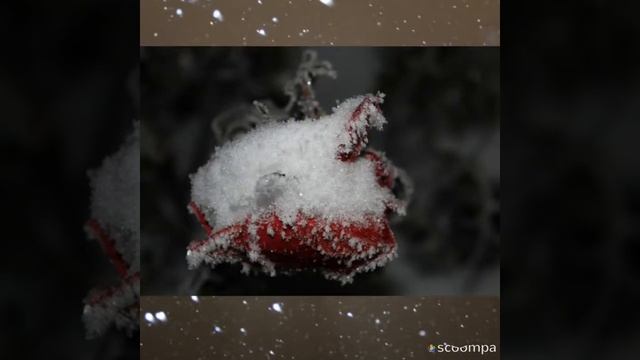 Березы зимой смотреть онлайн