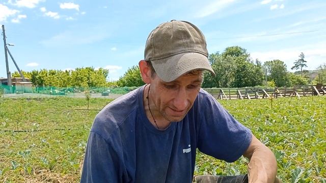 Установка капельниц на автополиве на участке с абрикосами. смотреть онлайн
