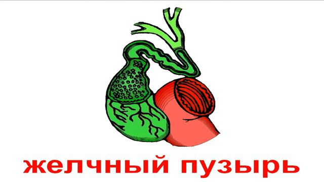 Развивающие карточки Домана. Органы тела. смотреть онлайн