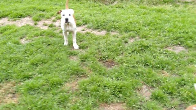 Тотошка и Капа смотреть онлайн