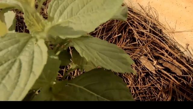 WHAT IS EDIBLE PERILLA PLANT IN MINT FAMILY -URBAN GARDENING ZONE 7 смотреть онлайн