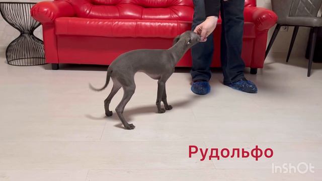 Рудольфо смотреть онлайн