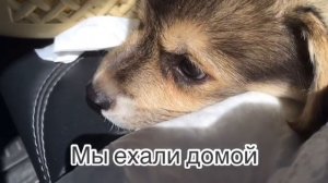 Завели Корги?! Первые дни собаки у нас дома? #корги #ВельшКоргиПемброк