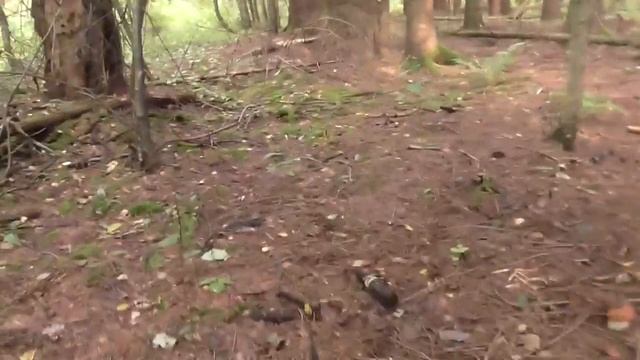 Боровики и подосиновики смотреть онлайн