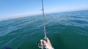 Пеленгас ходит по верху и не клюет, есть нехитрый монтаж - КЛЮНЕТ.