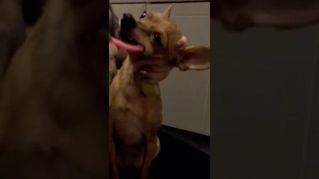 Чистка зубов той терьеру!смотреть до конца!!!)))) смотреть онлайн