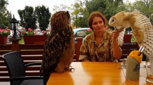 Сипуха Сорен пугает филина Ёль