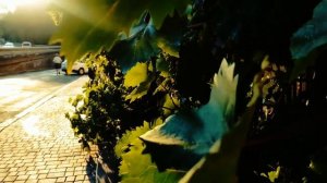 УТЁСОВ. ПЕСНИ ПРО ОДЕССУ. Посвящается любимому городу.