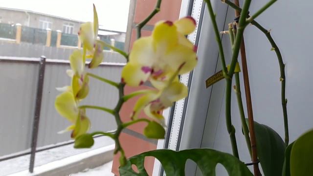 Обзор орхидей 12.01.2022 смотреть онлайн