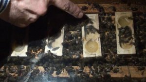 Погибли пчелы  Как сохранить маток зимой  Пчеловодство зимовка пчелы