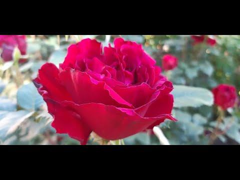 22 мая в Саду на трех холмах смотреть онлайн