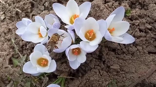 Простые, но удивительные. Медоносная пчела. смотреть онлайн