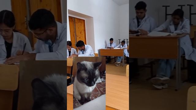 забавные котики #perfectworld #юмор2024 #котоюмор смотреть онлайн