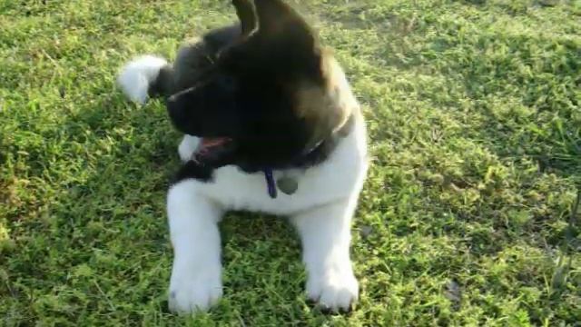 Akita puppy and Black lab playing смотреть онлайн