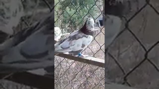 Голуби Влада О. жёлтые, красные, чили, сизые, черные!!! смотреть онлайн