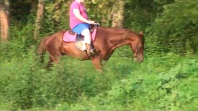 Red Velvet ~ Rocky Mountain Trail Mare For Sale смотреть онлайн