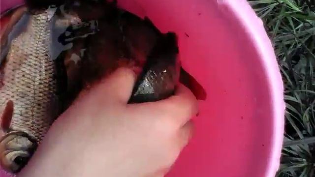 Лёгкая рыбалка в Башмакове смотреть онлайн