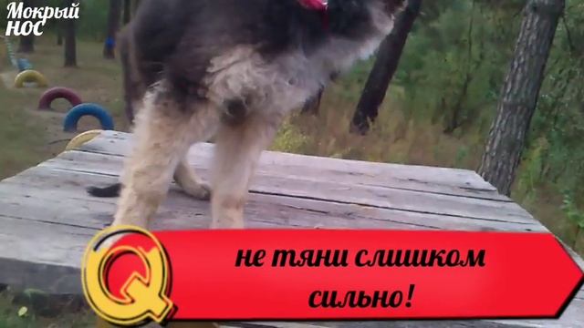 Как побороть СТРАХ ВЫСОТЫ за 10 МИНУТ!!! Дрессировка ЩЕНКА ОВЧАРКИ. смотреть онлайн