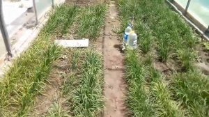 Джусай в теплице