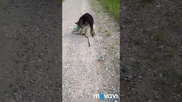 Дик смотреть онлайн