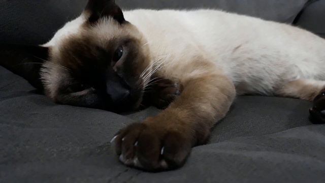 #2. 10 минут мурлыканья кошки смотреть онлайн