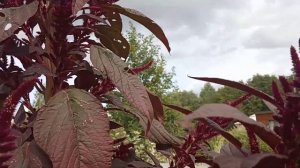 Амарант! Растение с другой планеты!