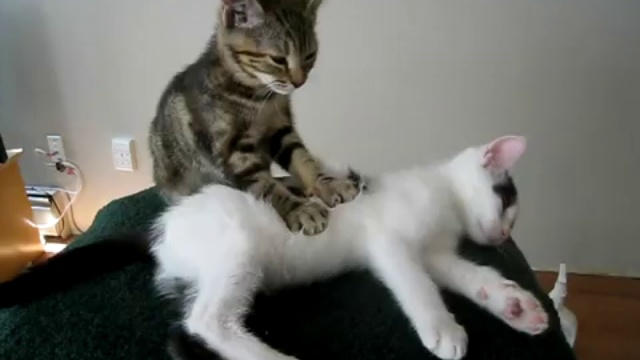 Un chaton masse un autre chaton смотреть онлайн