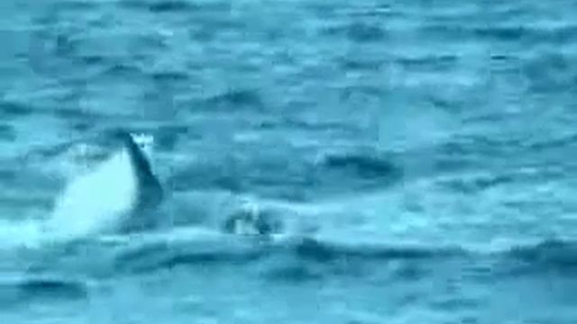 После этого вы будете защищать китов