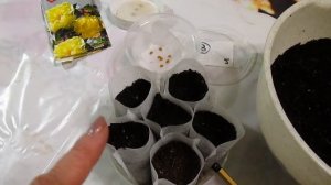 Волшебный дурман.Посев на рассаду. Рекомендации по выращиванию.